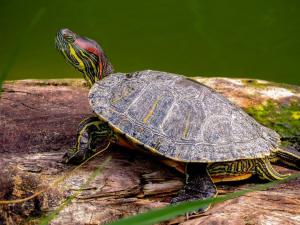 Розмноження червоновухих черепах